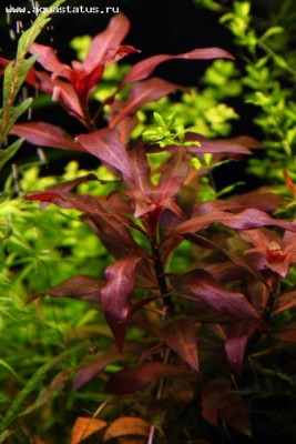 Фото Людвигия грандулоза Ludwigia glandulosa  (photo#15595)