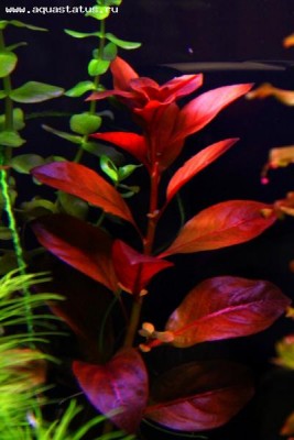 Фото Людвигия ползучая Рубин Ludwigia repens Rubin  (photo#15617)