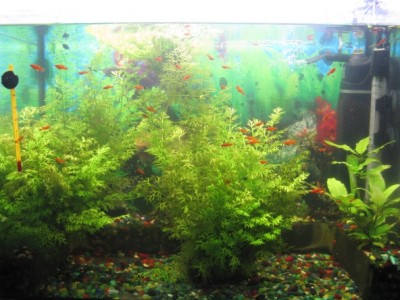 Фото Мой аквариум 80 литров лёва  (photo#1577)