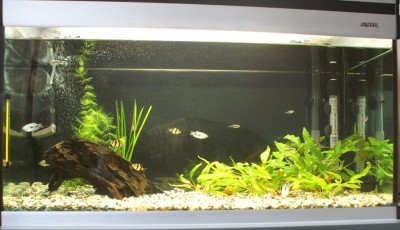 Мой аквариум 110 литров alexset  - PICT5260a.jpg