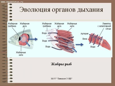 Фото Больная гуппи (photo#16159)