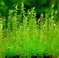 Фото Мох Нано Amblystegium serpens - Nano moss  (photo#16272)