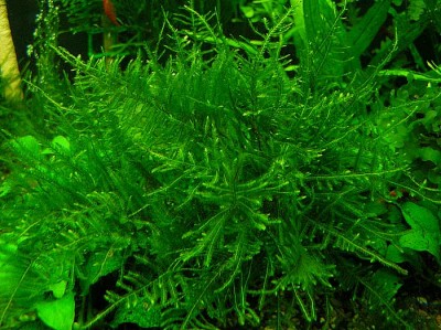 Фото Мох Анхор Anchor Moss - Taxiphyllum sp.  (photo#16273)