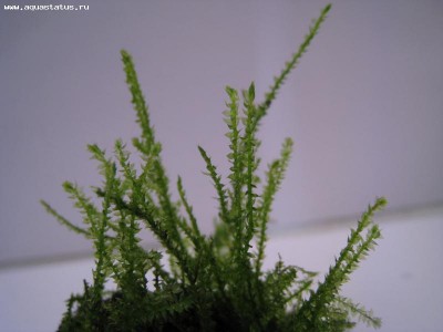 Фото Мох Эрект Vesicularia reticulata - Erect moss  (photo#16280)