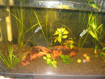 Мой аквариум 50 литров Mirra  - 030 (1).jpg