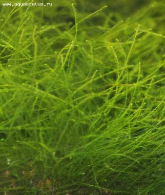 Фото Мох Яванский Мини Mini java moss  (photo#16296)