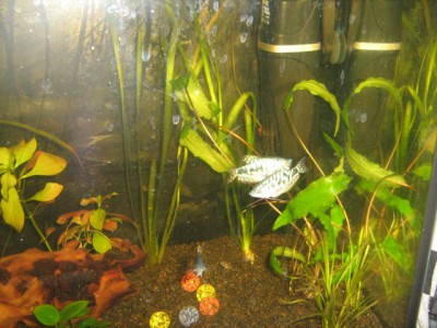 Мой аквариум 50 литров (Mirra)