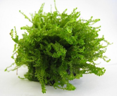 Фото Мох 610 moss 610  (photo#16300)