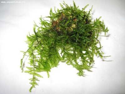 Фото Мох Пенанг moss sp. Penang  (photo#16318)