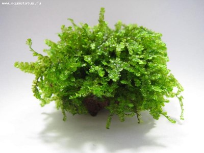 Фото Мох из Тайланда moss sp. Thailand  (photo#16321)