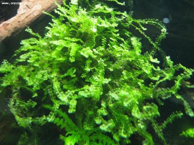 Мох Пеарл (Pearl Moss - Blepharostoma trichophyllum)