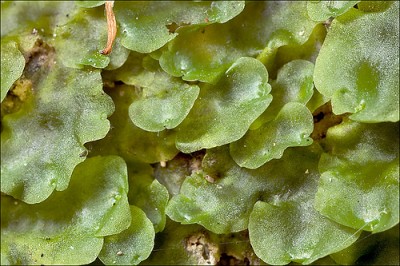 Фото Мох Пилия Эпипхилла Pellia epiphylla - Feines Lebermoos  (photo#16333)