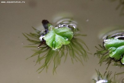 Фото Мох Риччиякарпус Натанс Ricciocarpus natans  (photo#16336)