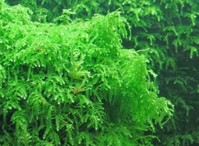 Фото Мох Випинг Vesicularia ferriei - Weeping Moss  (photo#16343)