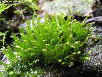 Фото Мох Зиппер-фиссиденс зиппелианус Zipper moss - Fissidens zippelianus  (photo#16357)