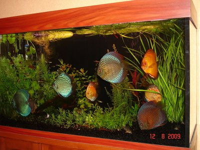 Мои аквариумы Алексей7  - DSC06154.JPG