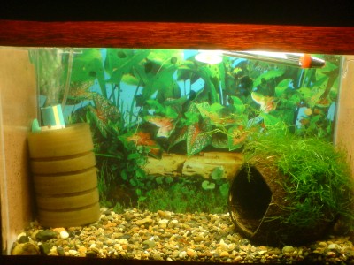 Мой аквариум-криветятник 10 литров сифон  - DSC00293.JPG