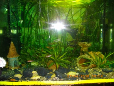 Мой аквариум 50 литров (nikitos)