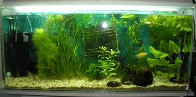 Мой аквариум 200 литров Dasha  - 7.JPG