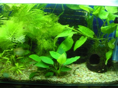 Фото Мой аквариум 200 литров Dasha  (photo#17160)