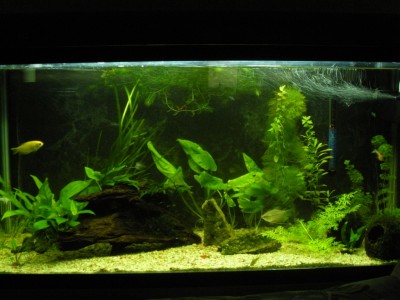 Мой аквариум 200 литров Dasha  - 2.JPG
