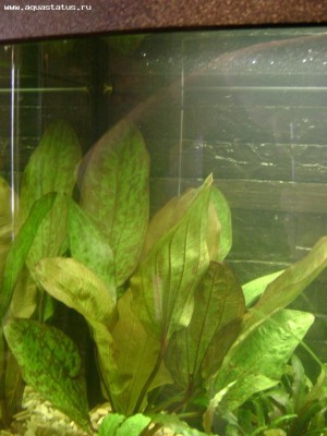 Опознание аквариумных растений - Изображение 009.jpg