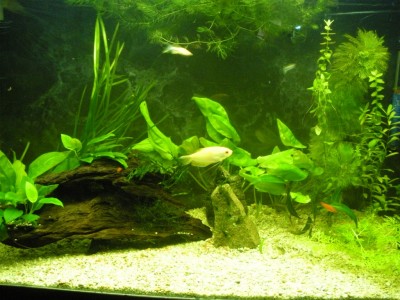 Фото Мой аквариум 200 литров Dasha  (photo#17201)