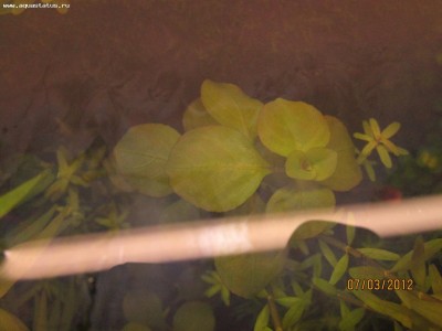 Опознание аквариумных растений - фото1.jpg