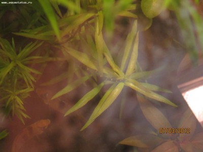 Опознание аквариумных растений - фото4.jpg