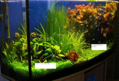 Опознание аквариумных растений - 21ecfb3c61e0.jpg