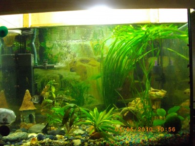 Мой аквариум 50 литров nikitos  - IMGP0399.JPG