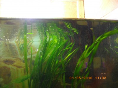 Мой аквариум 50 литров nikitos  - IMGP0400.JPG