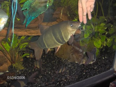 Мой аквариум Боцарий 280 литров bosmat  - 06_01_19WetPuppy1RS.jpg