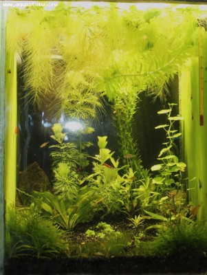 Мини аквариум 30 литров greblin  - Безымянный.jpg