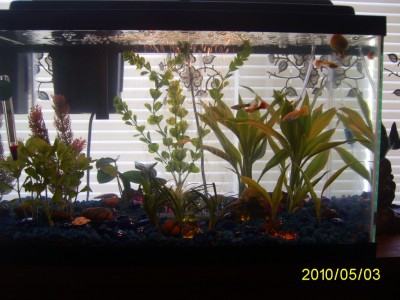 Мой первый аквариум 45 литров Love1987  - PIC_0004.JPG