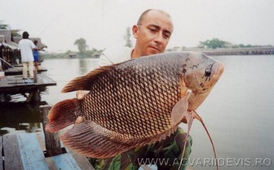 Фото Гурами - знакомые и незнакомые (photo#19132)