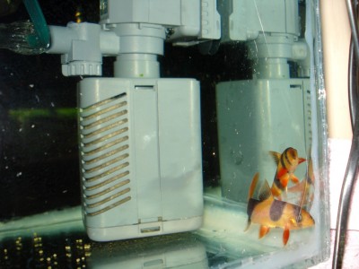 Мой аквариум Боцарий 280 литров bosmat  - DSC03418.jpg