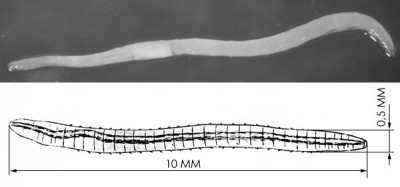 Фото Черви в мотыле (photo#19273)