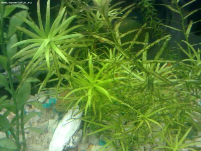 Опознание аквариумных растений - 25032012265.jpg