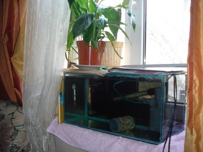 Мой аквариум Боцарий 280 литров bosmat  - DSC03528.jpg