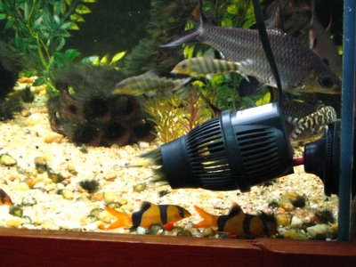 Мой аквариум Боцарий 280 литров bosmat  - botias_31_ago_2010_017.jpg