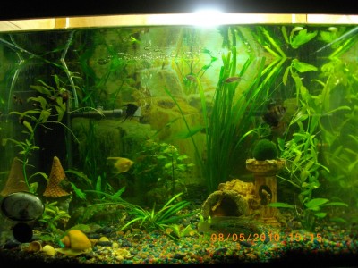 Мой аквариум 50 литров (nikitos)