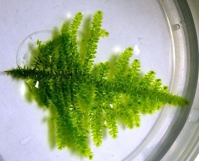 Фото Мох Треугольный Triangle Moss - Cratoneuron filicinum  (photo#20072)