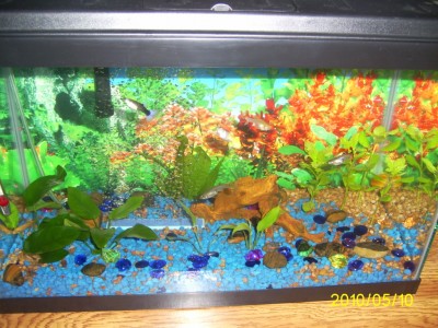 Мой первый аквариум 45 литров Love1987  - PIC_0015.JPG