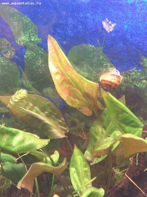 Опознание аквариумных растений - Фото019.jpg