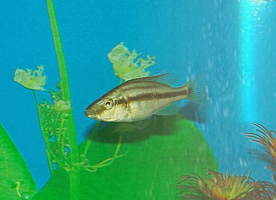Помогите опознать рыбку опознание рыб  - DSC02466.JPG