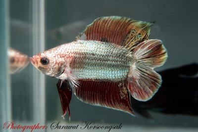 Петушок, сиамская бойцовая рыбка (Betta splendens)