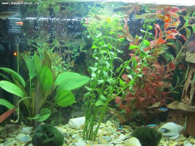 Опознание аквариумных растений - IMG_2158.JPG