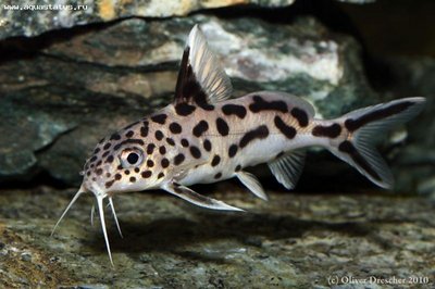 Фото Сом кукушка, многопятнистый синодонтис Synodontis multipunctatus  (photo#21605)