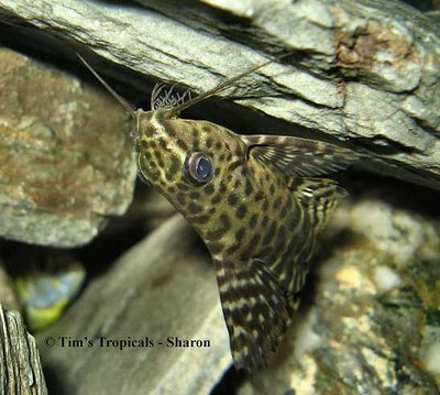 Фото Сом перевертыш, синодонтис-перевертыш Synodontis nigriventris  (photo#21608)